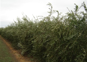 High density olive plantation